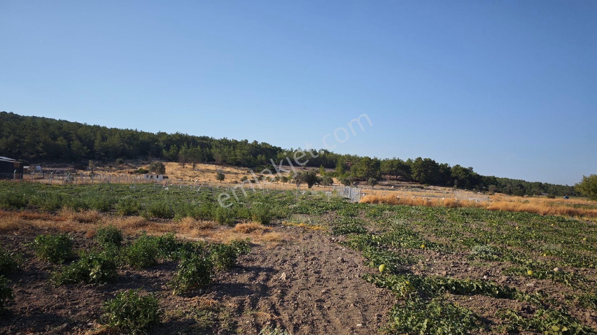 Urla Kadıovacık Mh Satılık Tek Tapu Tarla - Görsel 5