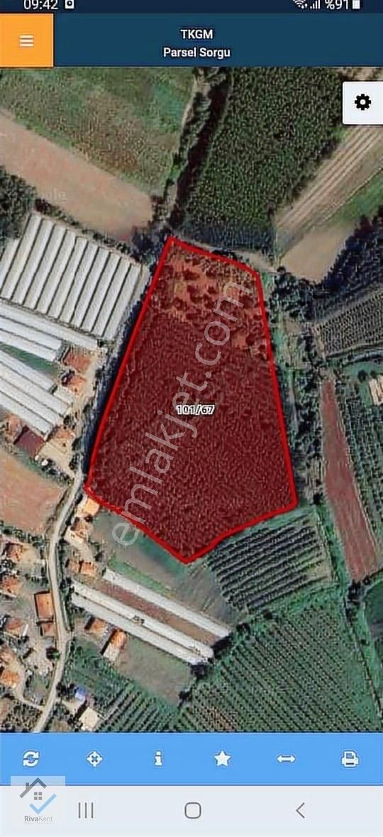 Çarşamba Turgutlu Da Satılık 8200 M2 Tarla - Görsel 2