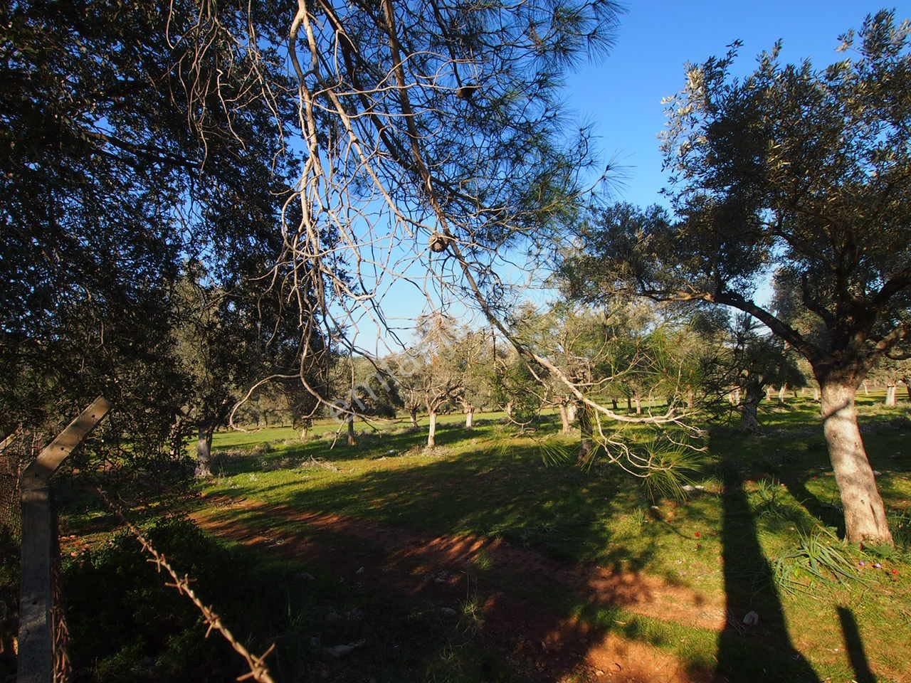 Bodruma Yakın İmarlı Arsa Ve Köy Evi Fırsat Yatırım Yeri Acil Ev - Görsel 11