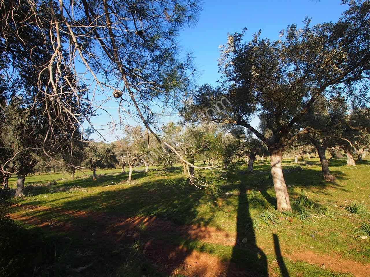 Bodruma Yakın İmarlı Arsa Ve Köy Evi Fırsat Yatırım Yeri Acil Ev - Görsel 15
