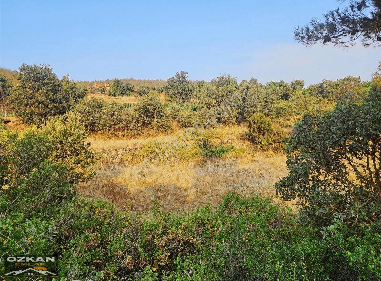 Özkan Emlaktan Aydın Bozdoğan Örentaht Ta 3564 M2 Satılık Tarla