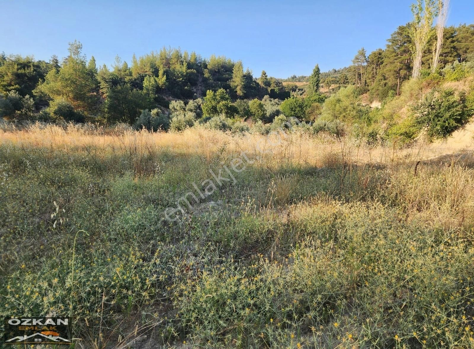 Özkan Emlaktan Kavaklıdere Çayboyunda Satılık Zeytinlik