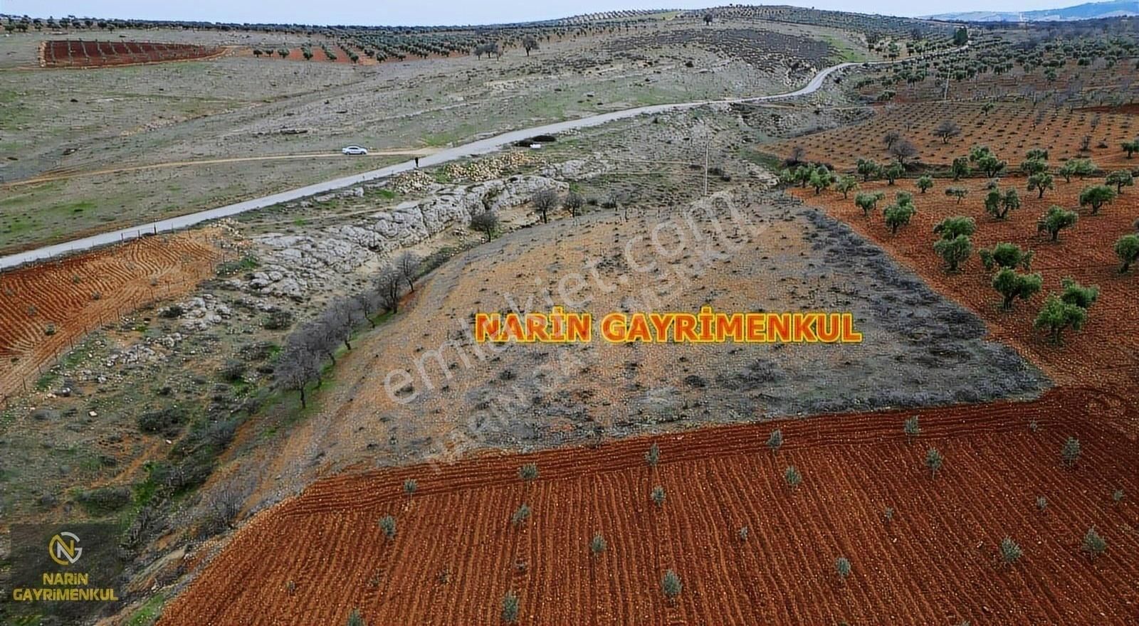 Kilis Demirışık Köyünde Asfalt Kenarı Üzüm Bahçesi - Görsel 9