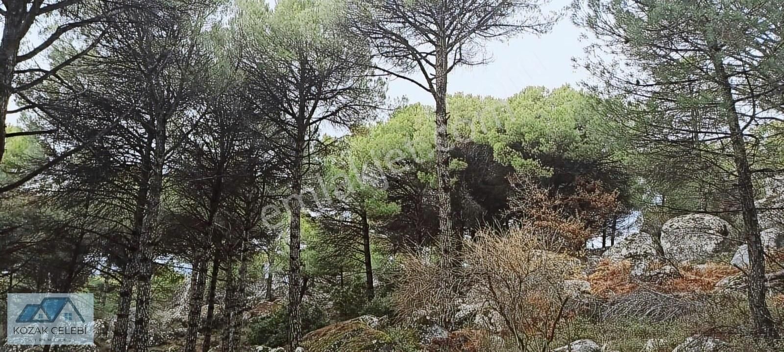 Kozak Yaylası Nın En Güzel Yerinde Doğa Harikası 18 Dekar Çamlık