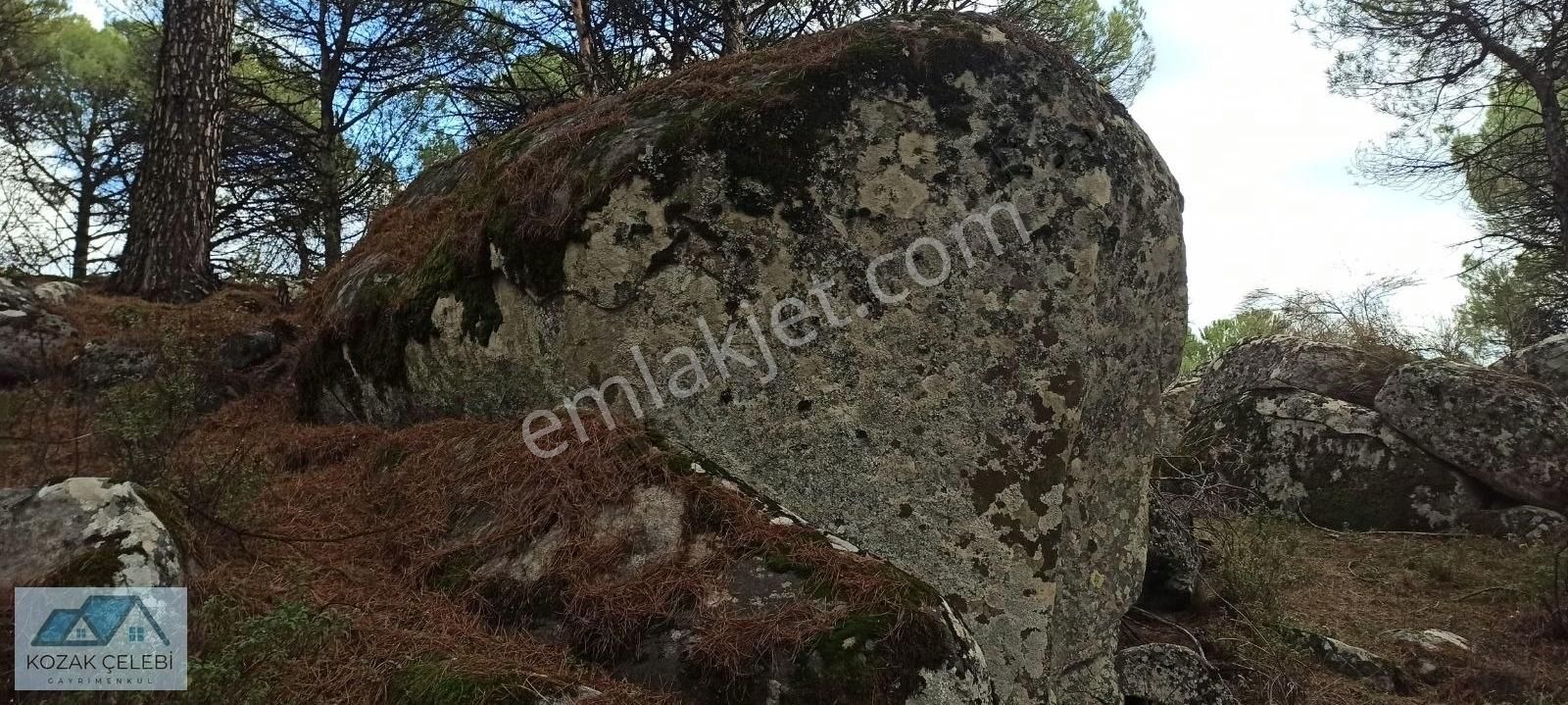 Kozak Yaylası Nın En Güzel Yerinde Doğa Harikası 18 Dekar Çamlık - Görsel 6