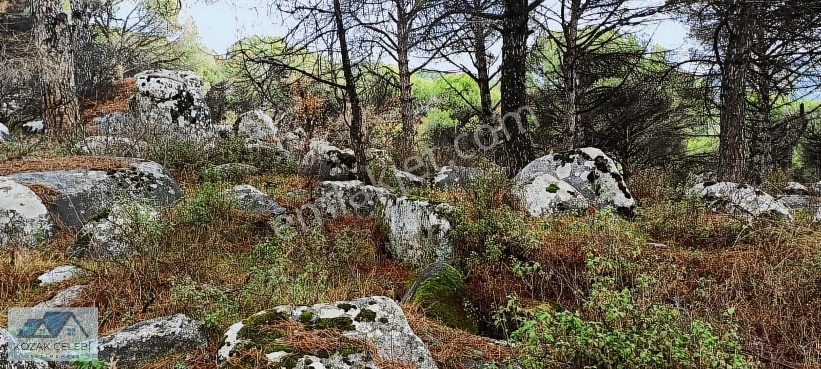 Kozak Yaylası Nın En Güzel Yerinde Doğa Harikası 18 Dekar Çamlık - Görsel 9