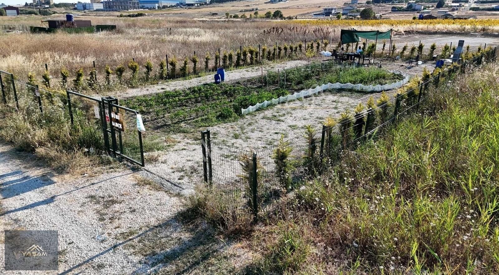 Çam Ağaçları İle Çevrili Su Kuyusu Açılmış 500m2 İmarlı Arsa - Görsel 2