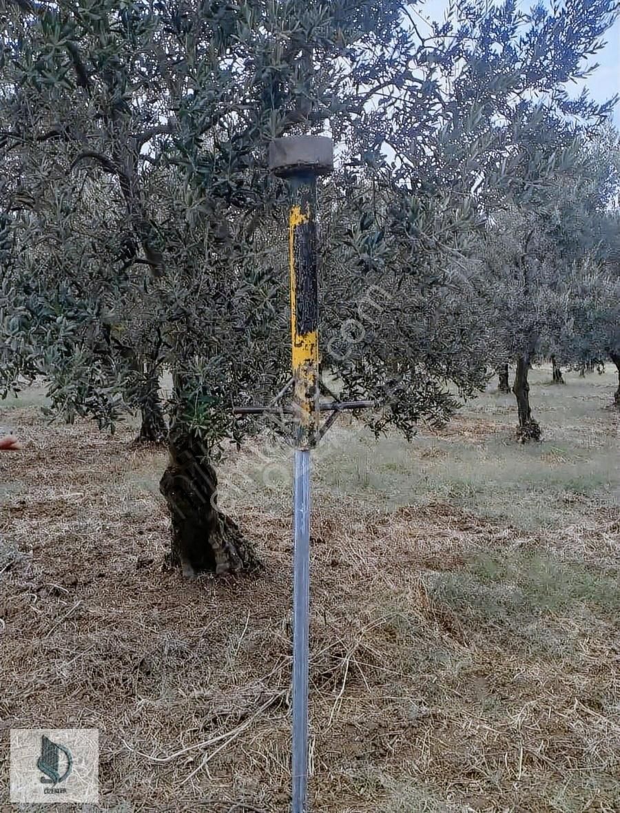 Yalova-bursa Yolu Süpürgelik Mevkiinde 22.5 Dönüm Zeytinlik