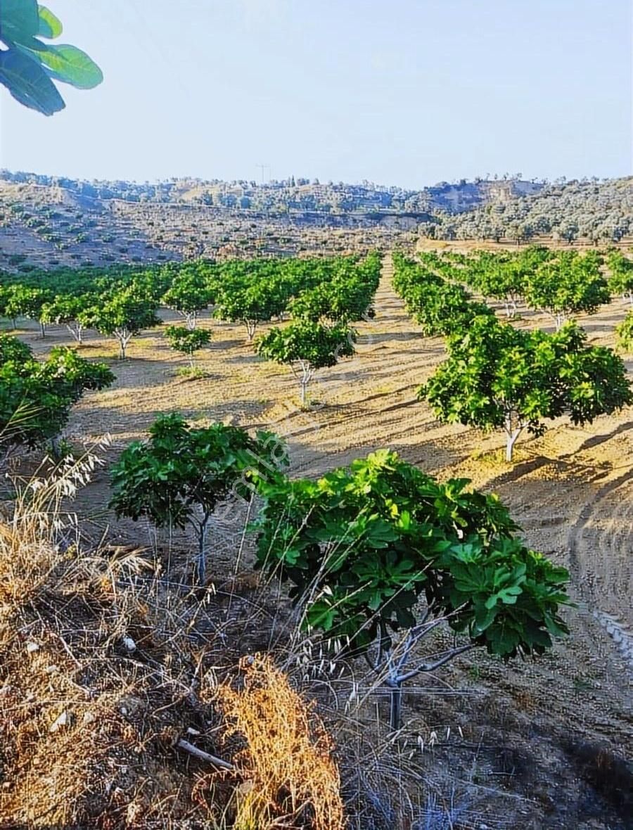 Satılık İncir Bahçesi - Görsel 2