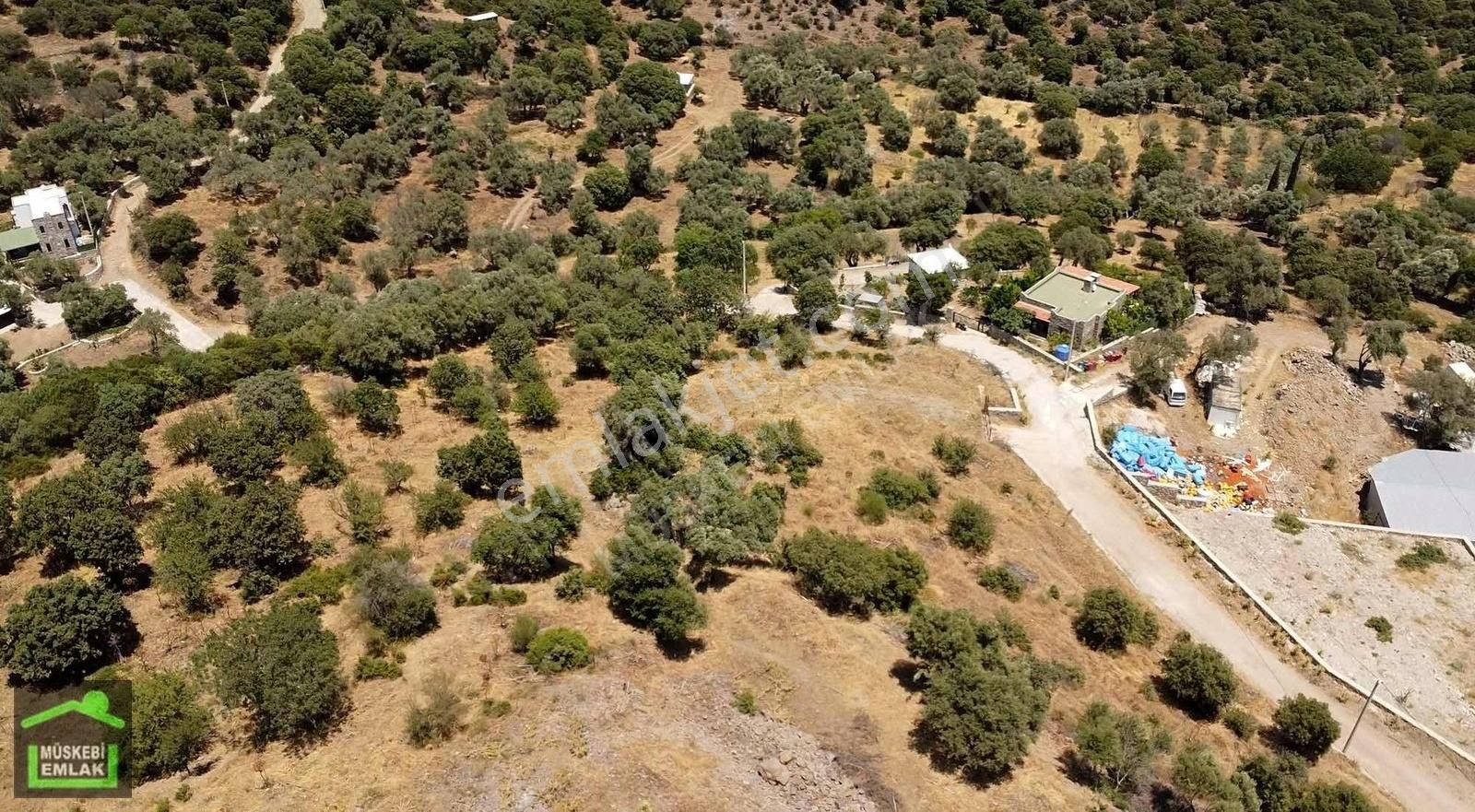 Bodrum Gürecede Yatırımlık Zeytinli Tarla - Görsel 4