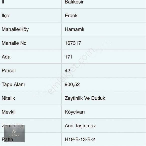 Geleceğe Yatırım: Köy Merkezine 450 M Mesafede Zeytinlik - Görsel 2
