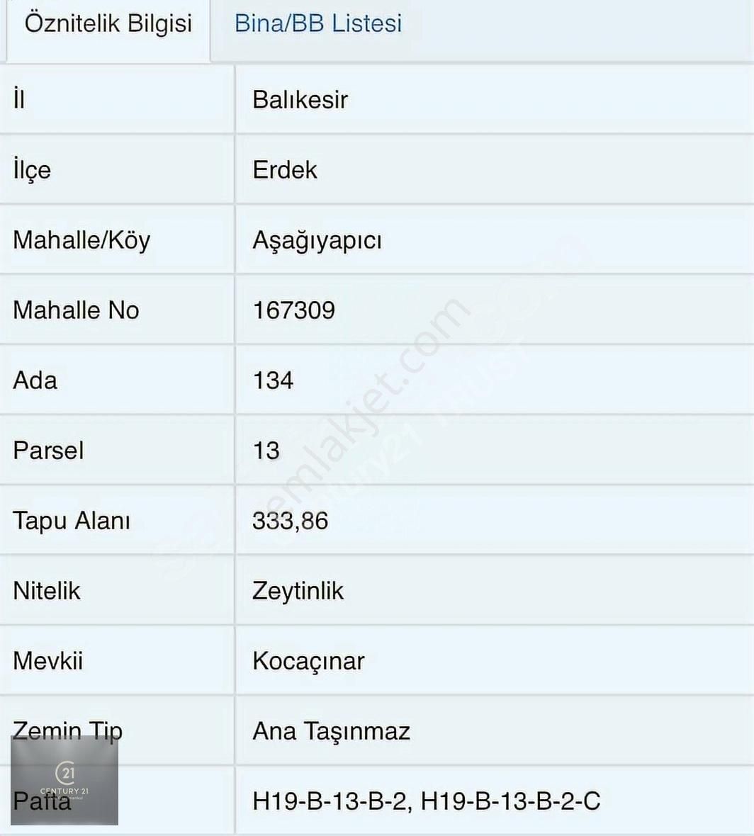 333 M2 Aşağıyapıcı Satılık Zeytinlik - Görsel 2