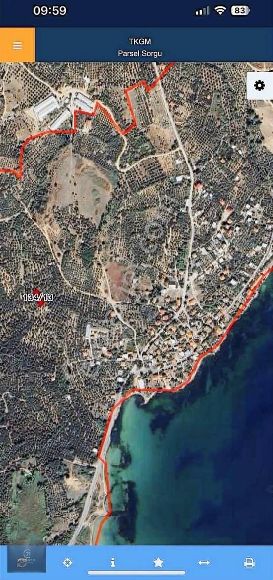 333 M2 Aşağıyapıcı Satılık Zeytinlik - Görsel 3