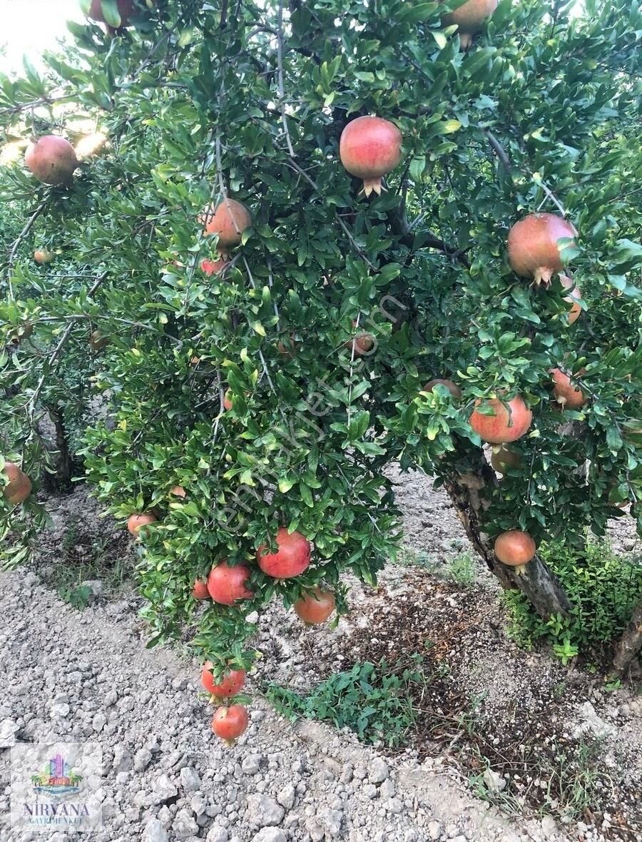 Pamukkale Küçükdere'de 1651 M2 Bahçe