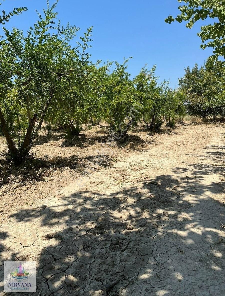 Pamukkale Küçükdere'de 1651 M2 Bahçe - Görsel 8