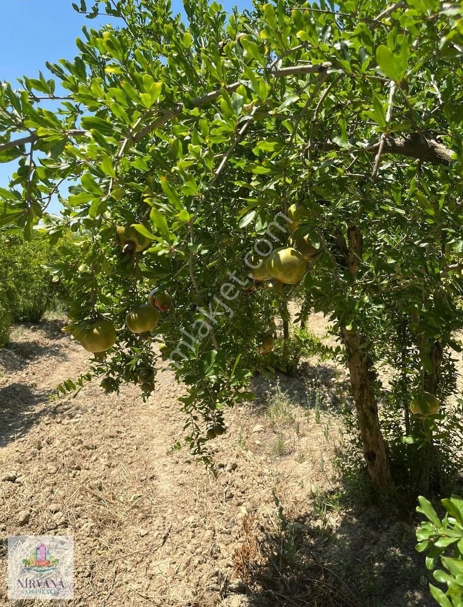 Pamukkale Küçükdere'de 1651 M2 Bahçe - Görsel 6