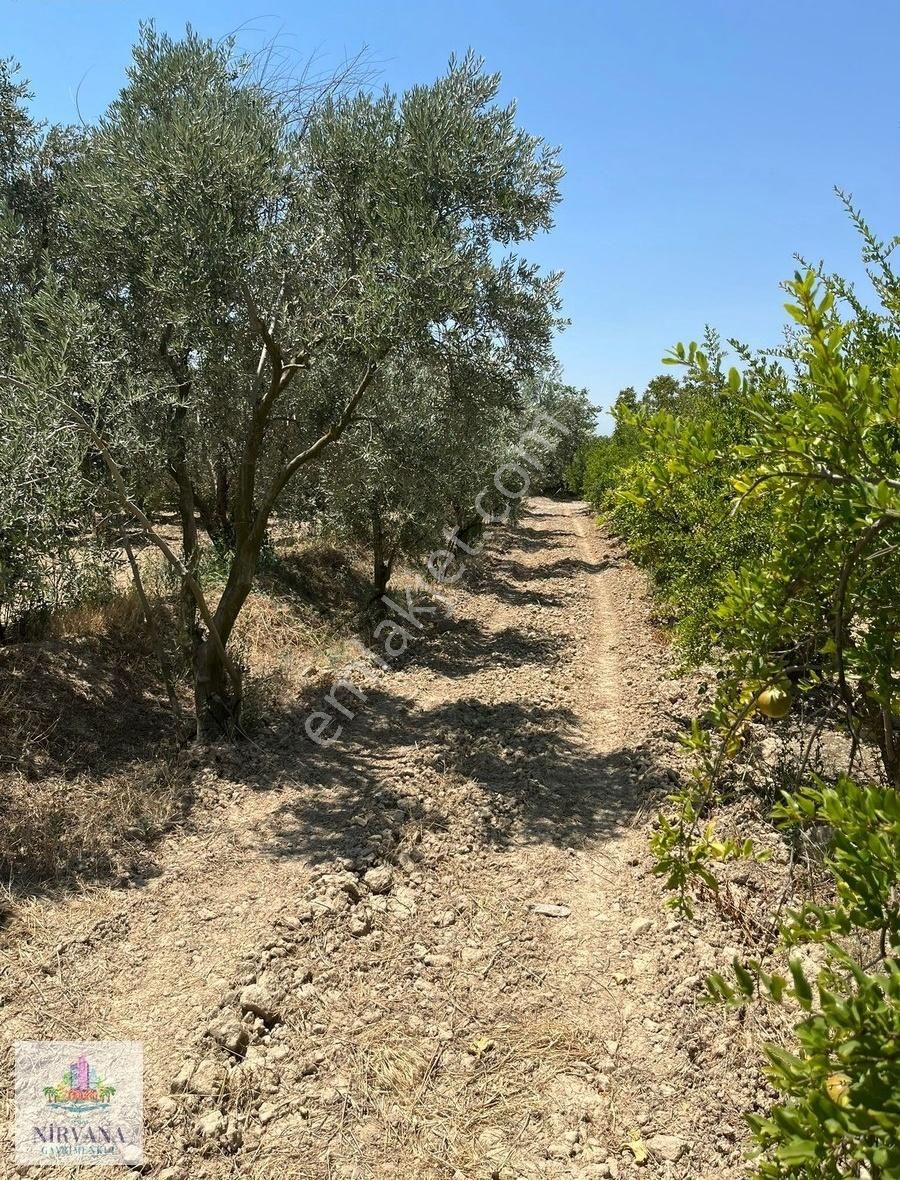 Pamukkale Küçükdere'de 1651 M2 Bahçe - Görsel 7