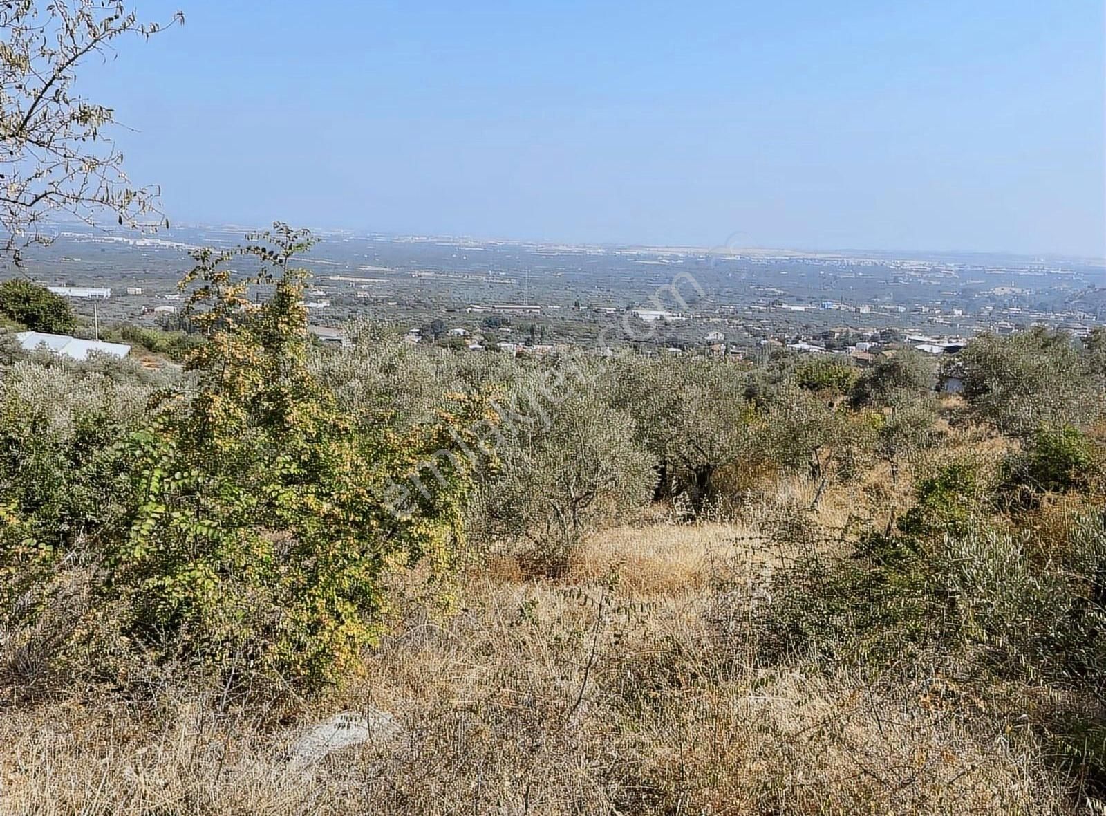 Kemalpaşa Sarılar Köyünde Zeytin Ve Çeşitli Meyve Bahçesi - Görsel 6