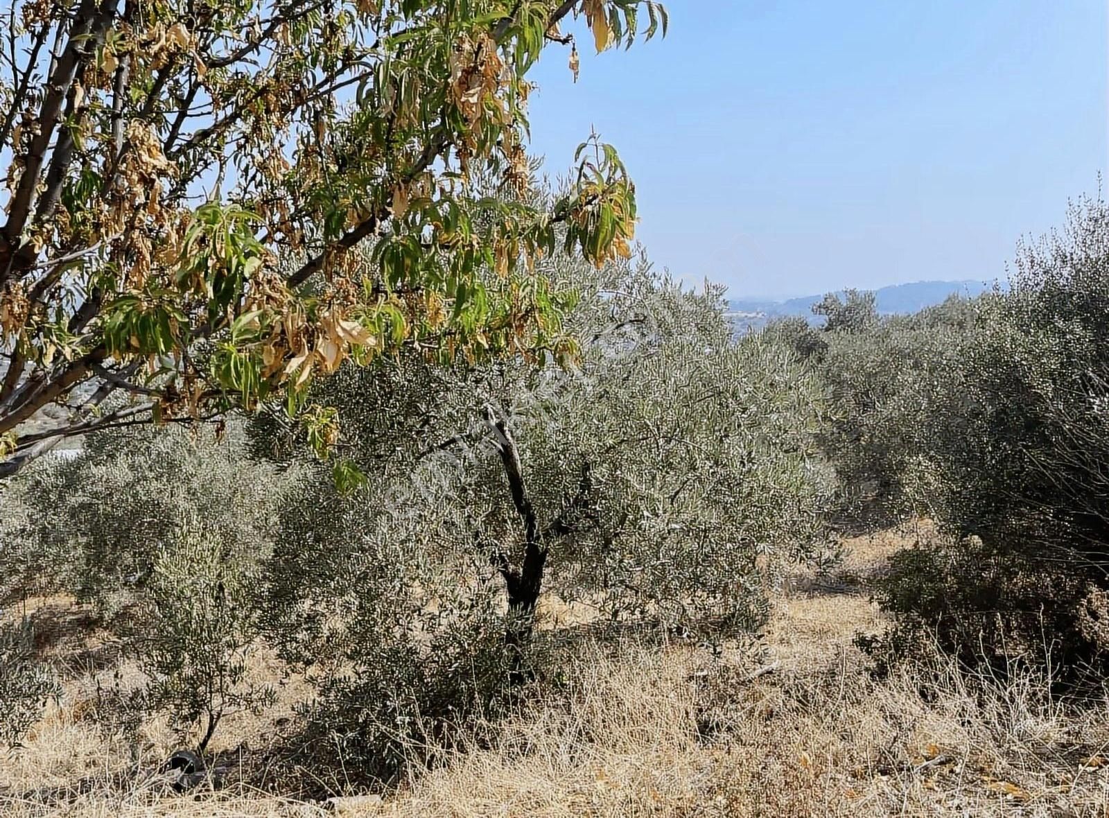 Kemalpaşa Sarılar Köyünde Zeytin Ve Çeşitli Meyve Bahçesi - Görsel 3