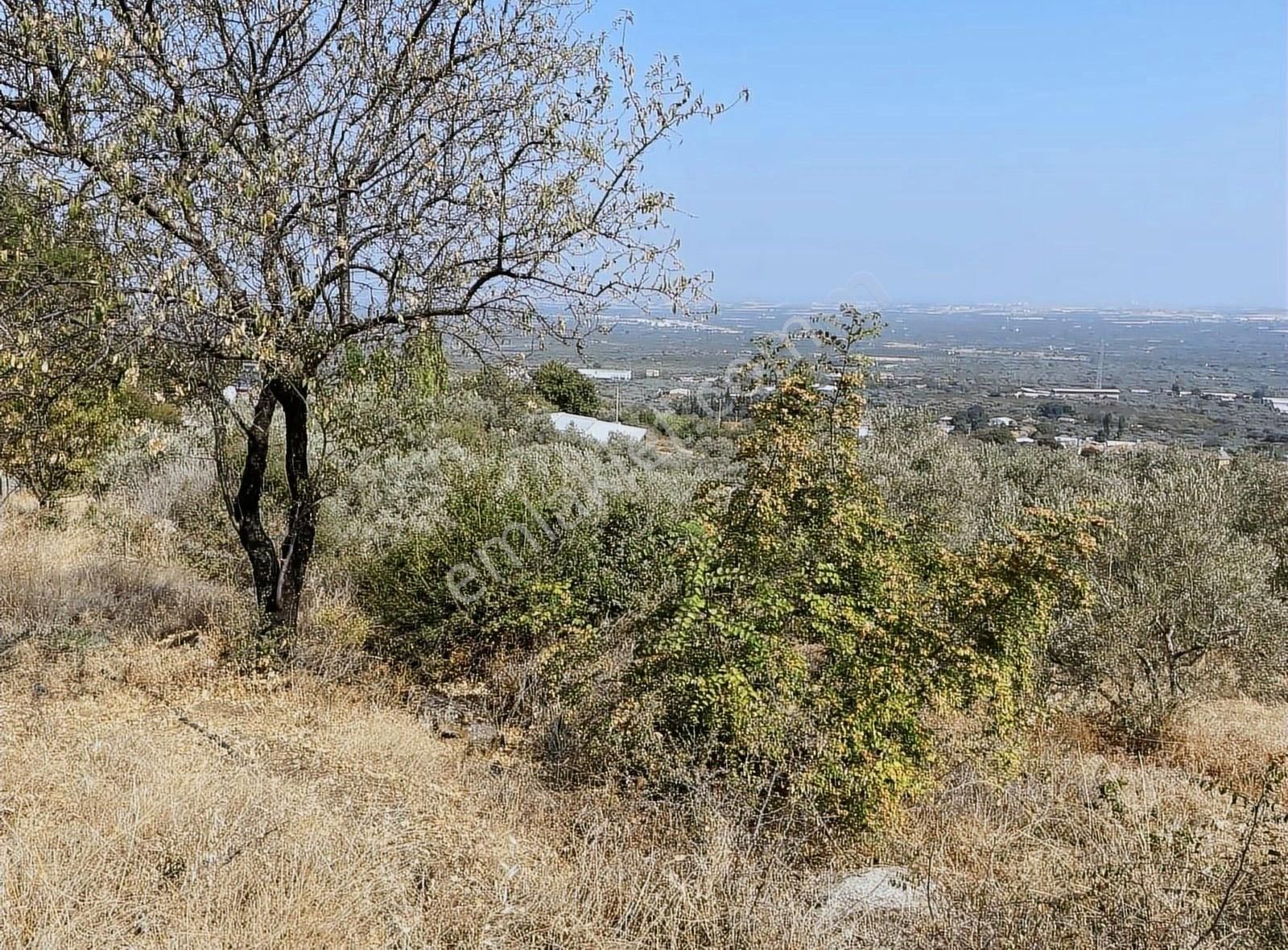 Kemalpaşa Sarılar Köyünde Zeytin Ve Çeşitli Meyve Bahçesi - Görsel 10
