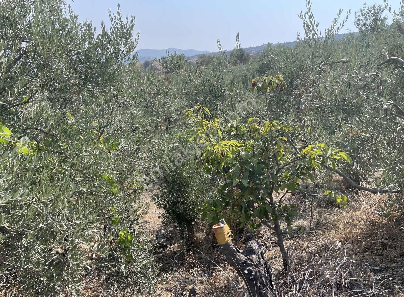 Kemalpaşa Sarılar Köyünde Zeytin Ve Çeşitli Meyve Bahçesi - Görsel 5