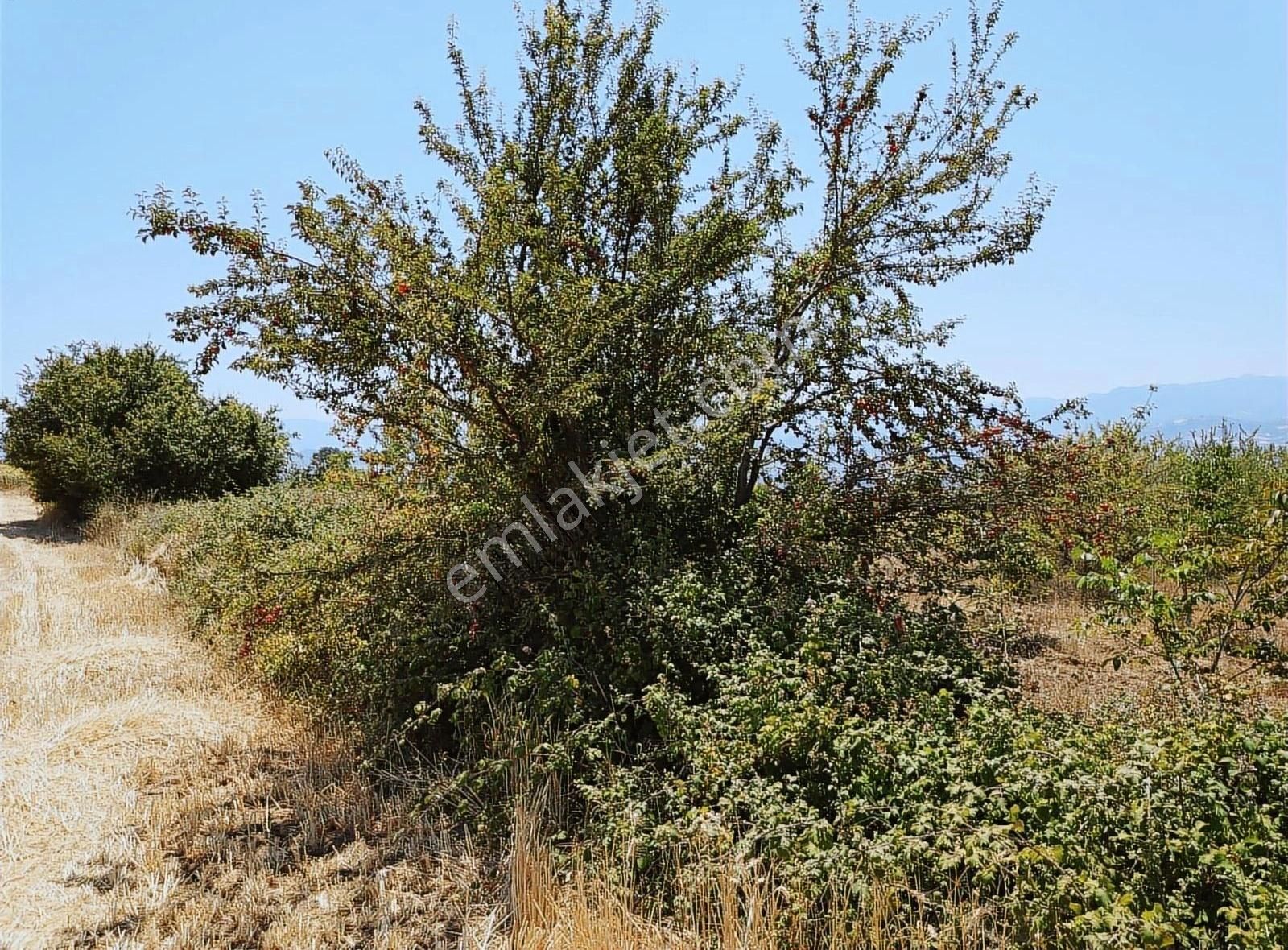 İnegöl Yiğit Mahallesi'nde Satılık Tarla - Görsel 4