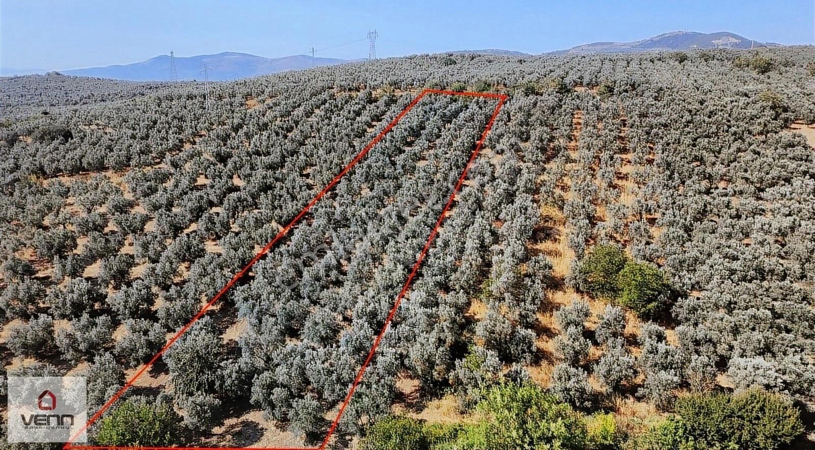 Gemlik Adliye Köyü 2.363 M2 Satılık Zeytinlik