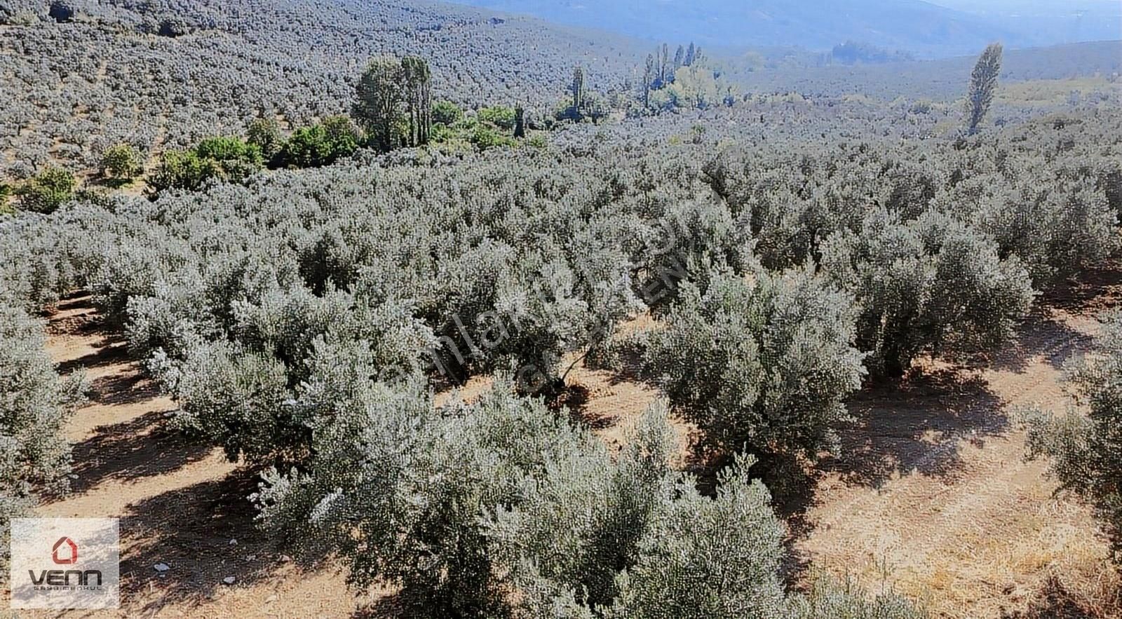 Gemlik Adliye Köyü 2.363 M2 Satılık Zeytinlik - Görsel 9