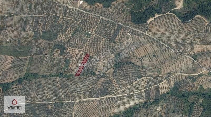 Gemlik Adliye Köyü 2.363 M2 Satılık Zeytinlik - Görsel 7