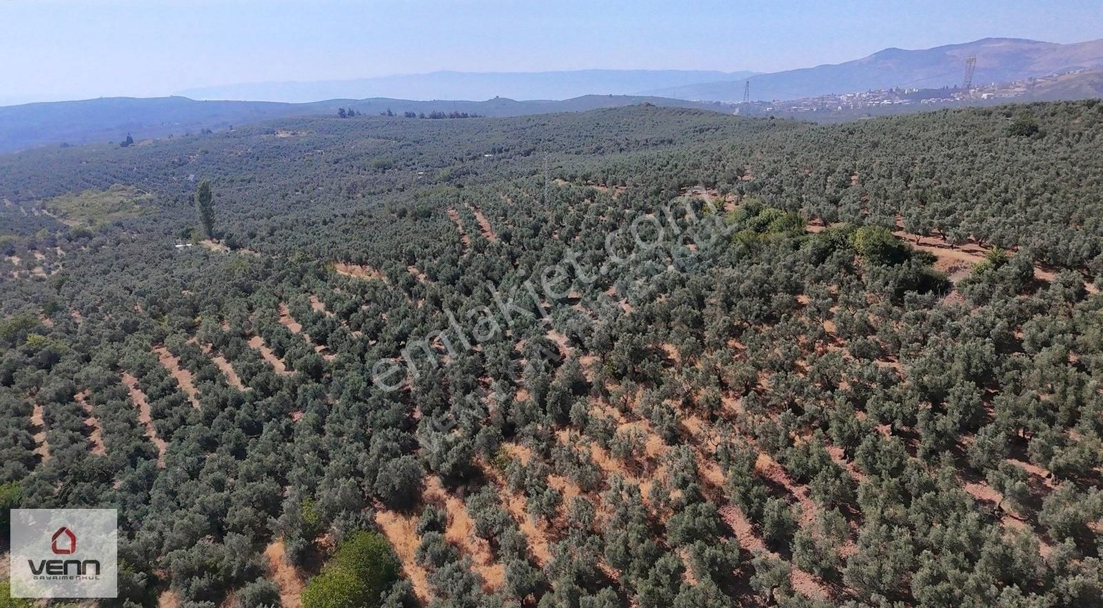 Gemlik Adliye Köyü 2.363 M2 Satılık Zeytinlik - Görsel 8