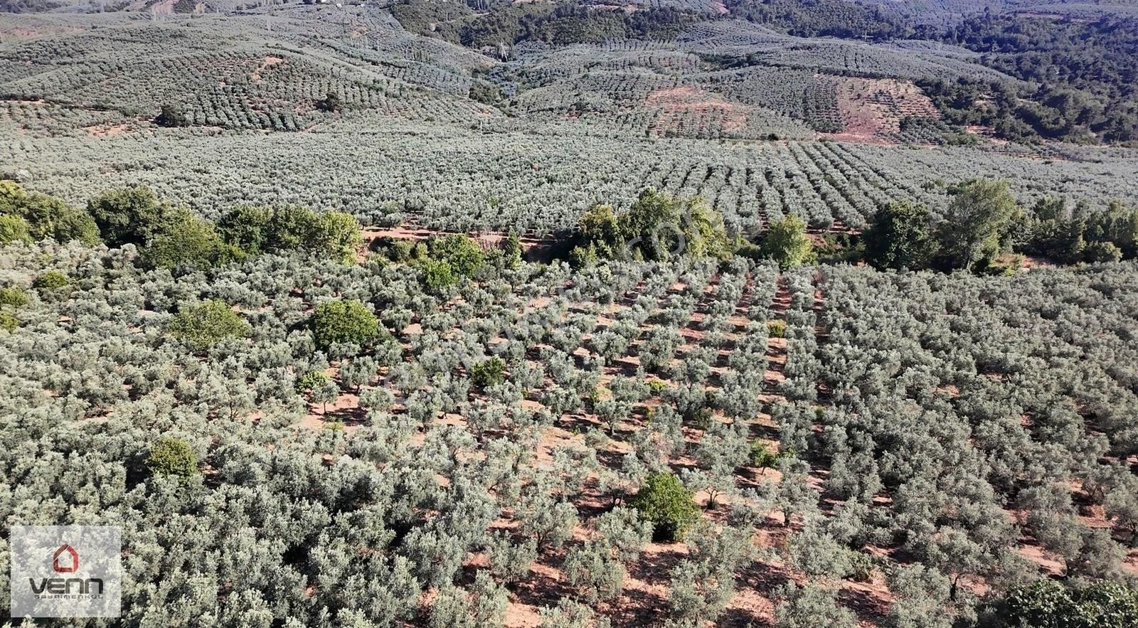Gemlik Engürücük Köyü 6.970 M2 Satılık Zeytinlik - Görsel 3