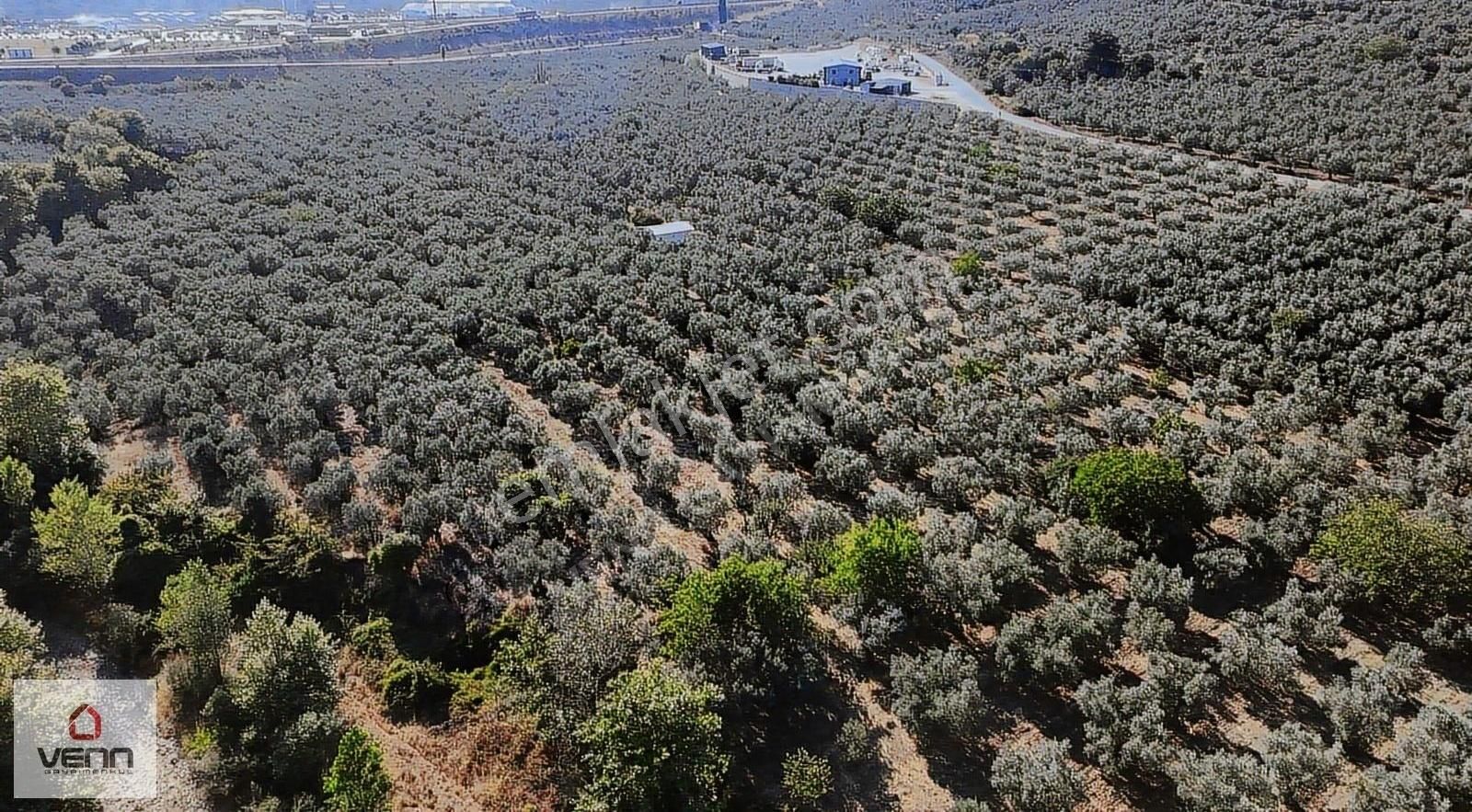 Gemlik Engürücük Köyü 6.970 M2 Satılık Zeytinlik - Görsel 4