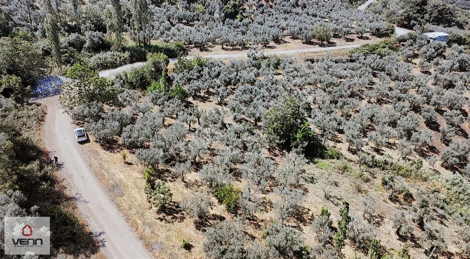 Gemlik Kurşunlu 1.551 M2 Satılık Deniz Manzaralı Zeytinlik - Görsel 2