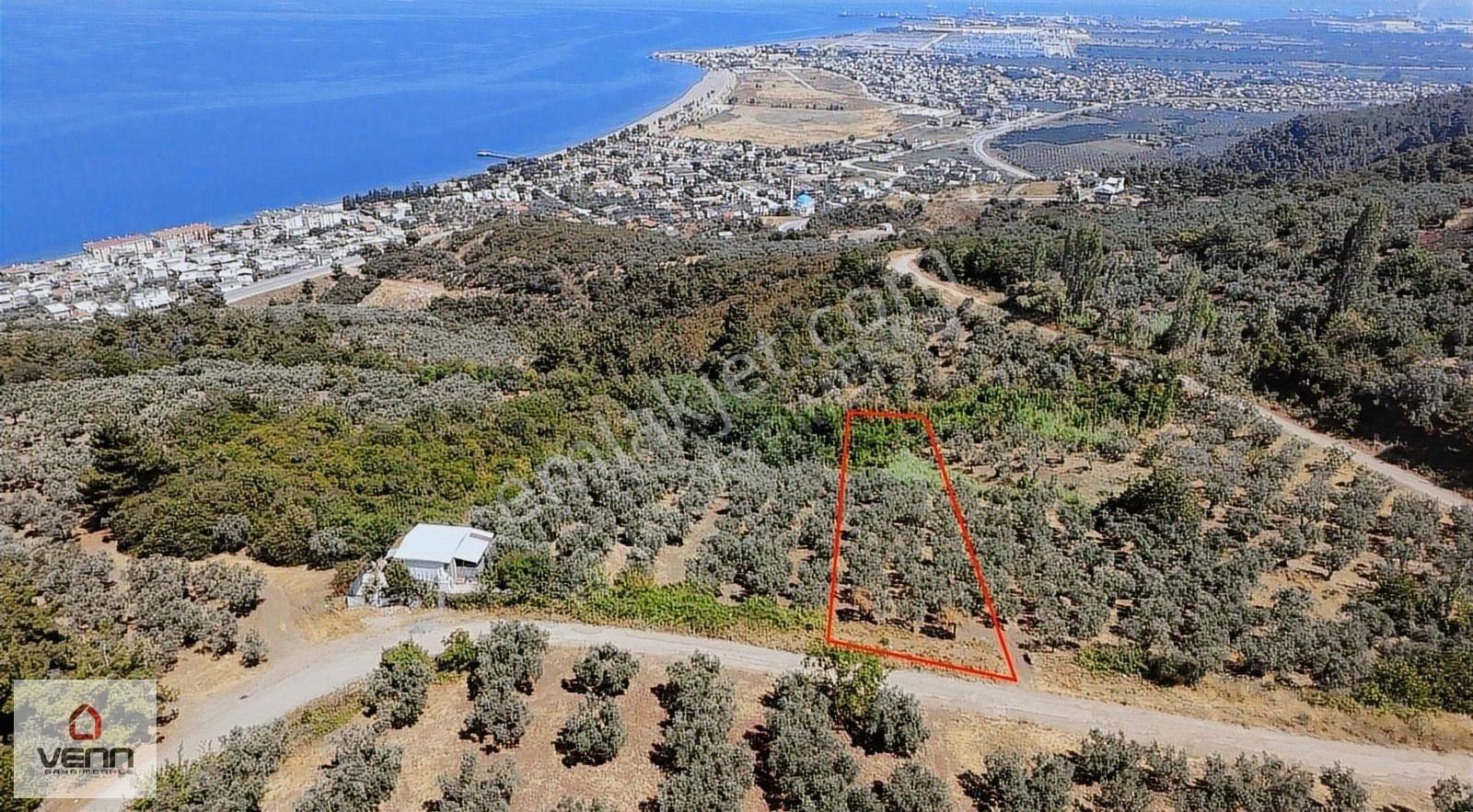 Gemlik Kurşunlu 1.551 M2 Satılık Deniz Manzaralı Zeytinlik