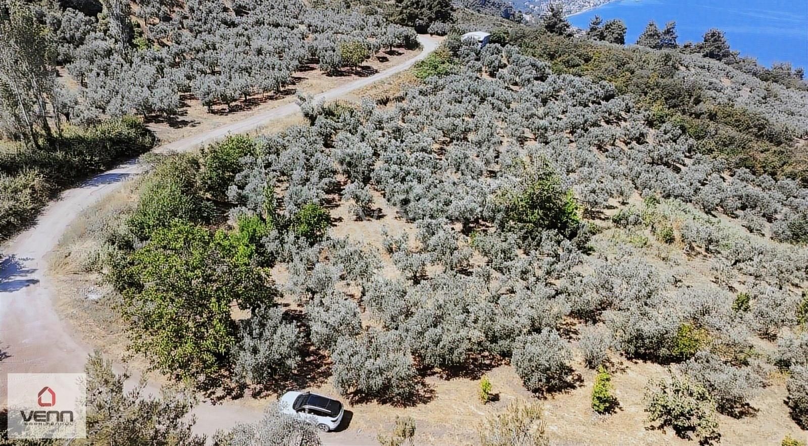Gemlik Kurşunlu 1.551 M2 Satılık Deniz Manzaralı Zeytinlik - Görsel 3