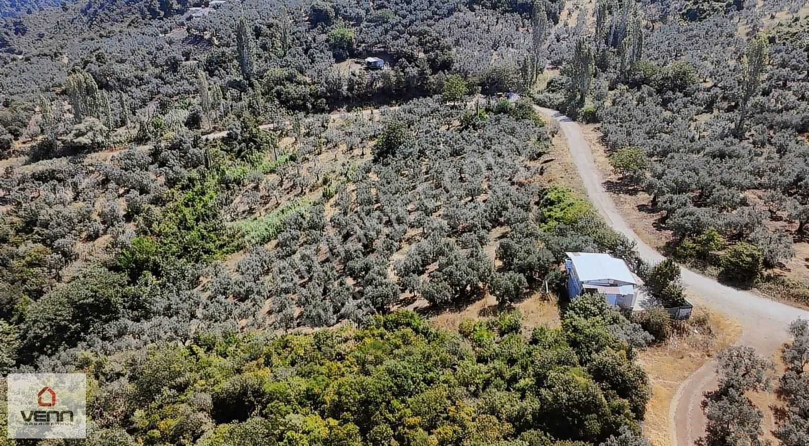 Gemlik Kurşunlu 1.551 M2 Satılık Deniz Manzaralı Zeytinlik - Görsel 6