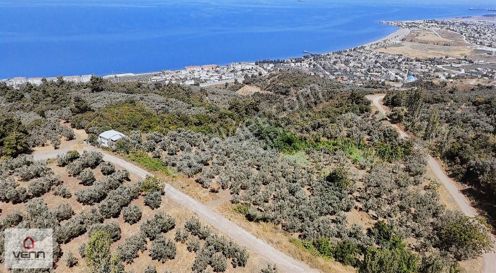 Gemlik Kurşunlu 1.551 M2 Satılık Deniz Manzaralı Zeytinlik - Görsel 5