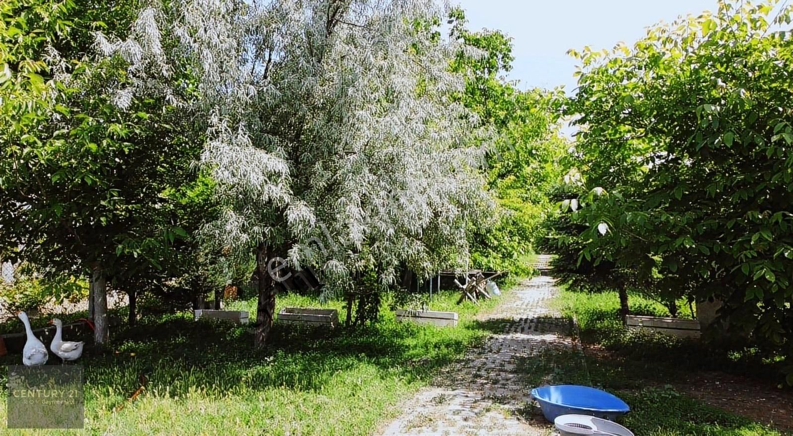 Müstakil Ev & Meyve Bahçesi 2.930 M² Arsa Şehre 5 Dakika (video) - Görsel 9