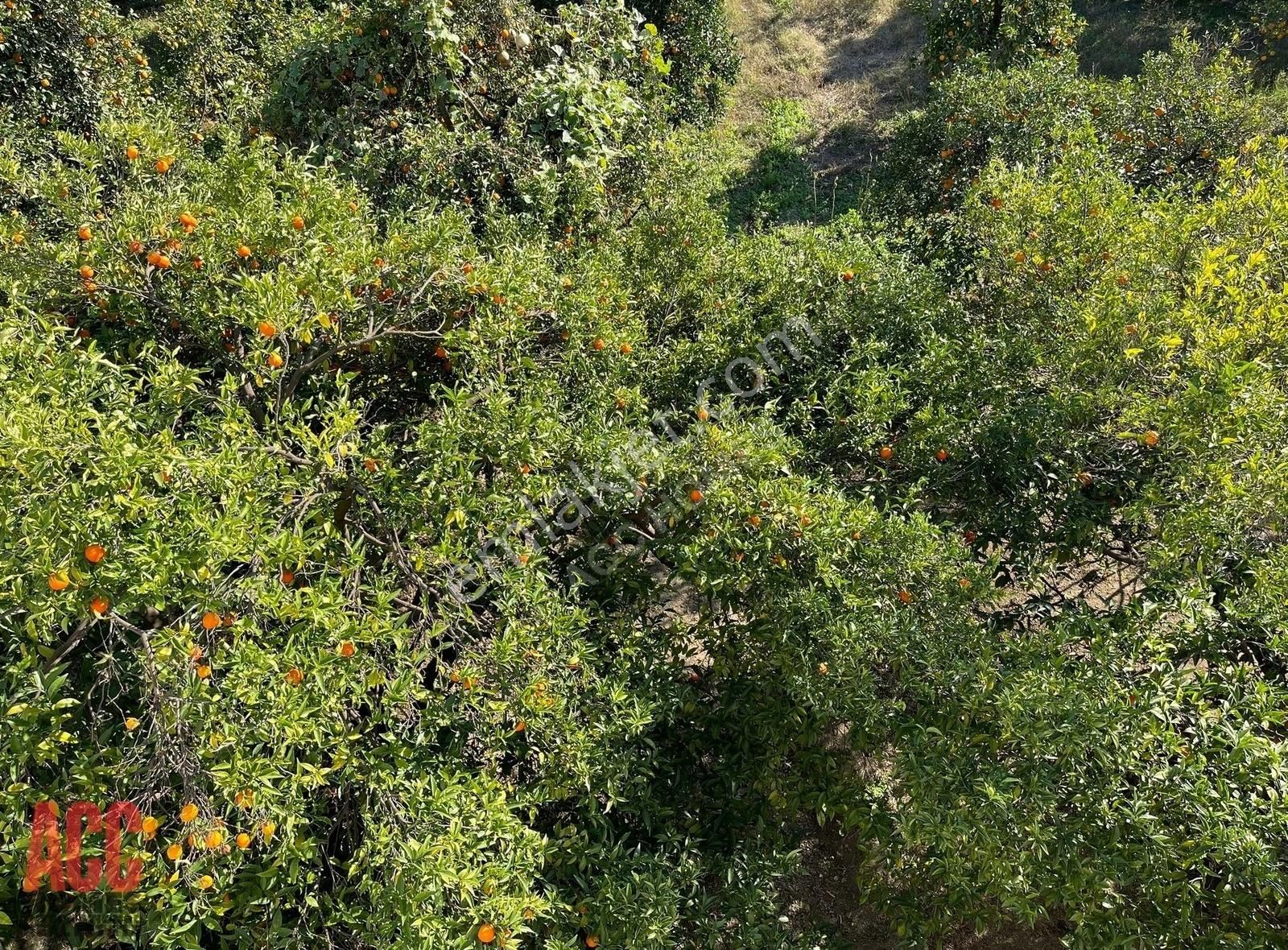 Acc Homes'tan Kemer Kiriş Değerli Konumda 974 M2 Hisseli Tarla - Görsel 5