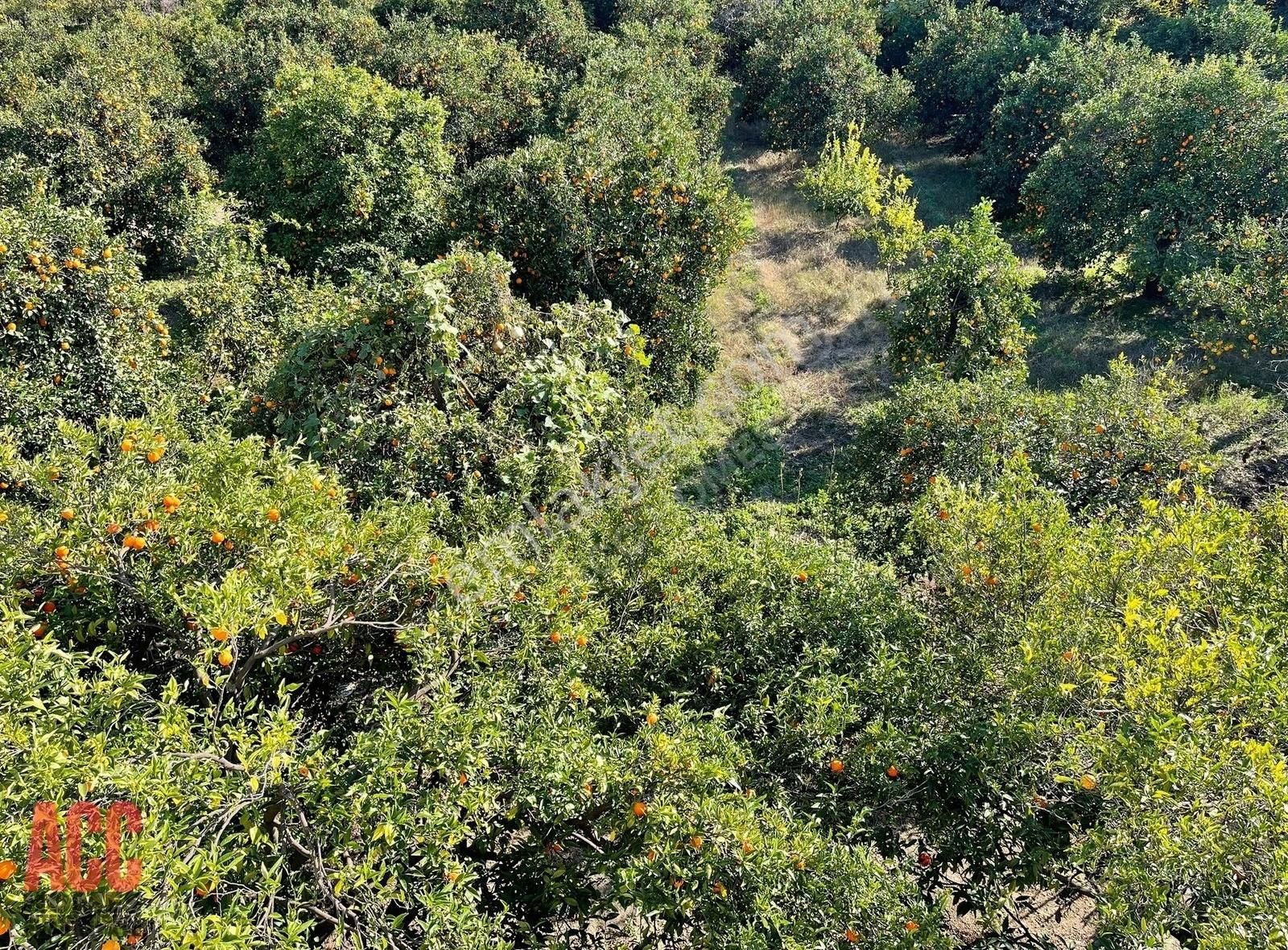 Acc Homes'tan Kemer Kiriş Değerli Konumda 974 M2 Hisseli Tarla