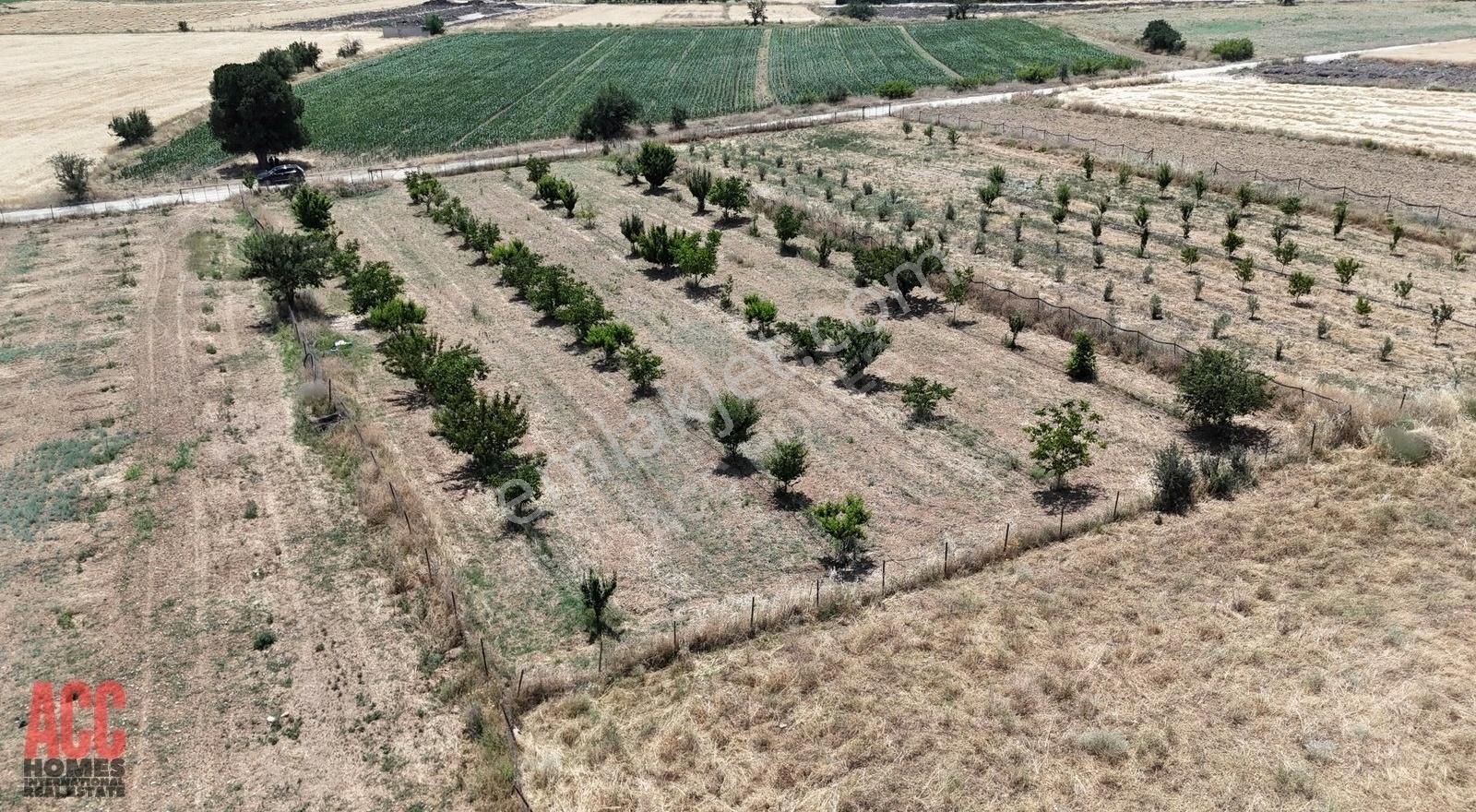 Acc Homes'tan Korkuteli Yeşilyayla'da Ceviz Olan 3239 M2 Tarla