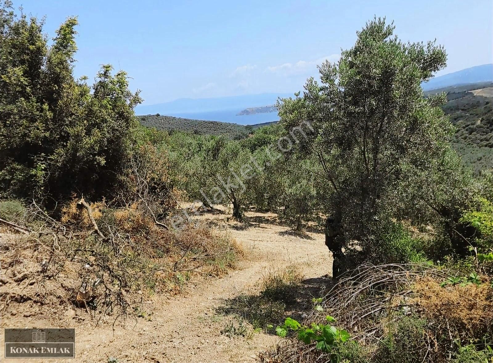 Eğerce De Satılık 1250 Metre Tarla - Görsel 2