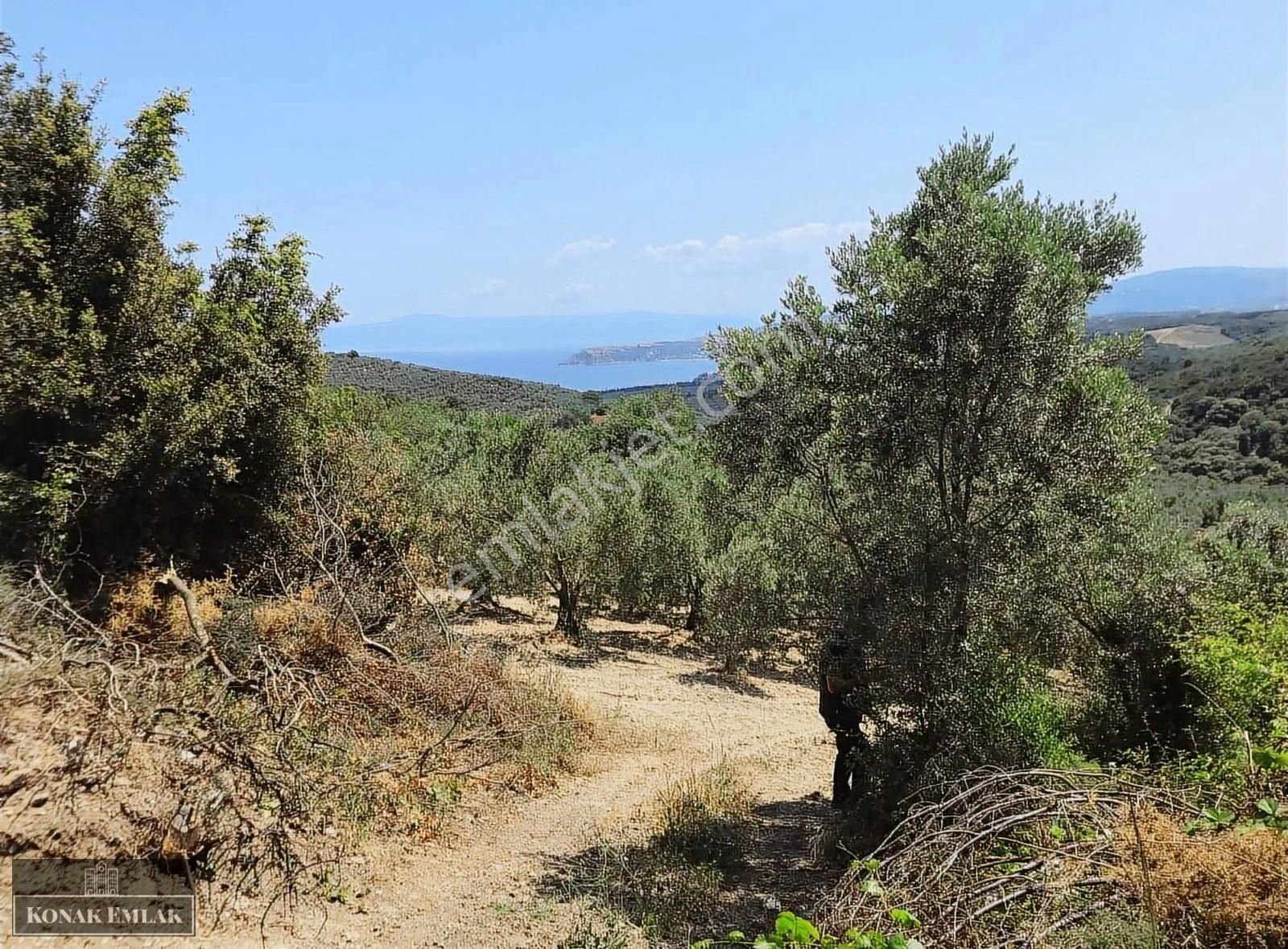 Eğerce De Satılık 1250 Metre Tarla - Görsel 3