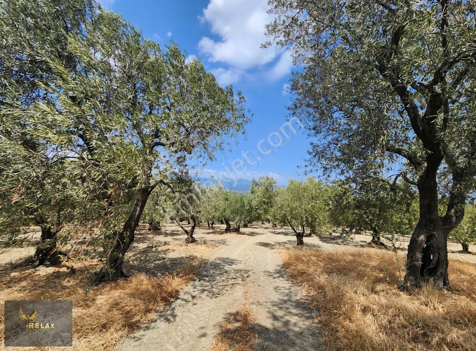 Edincik Mah Yola Cephe 3,900 M2 Deniz Manzaralı Zeytinlik