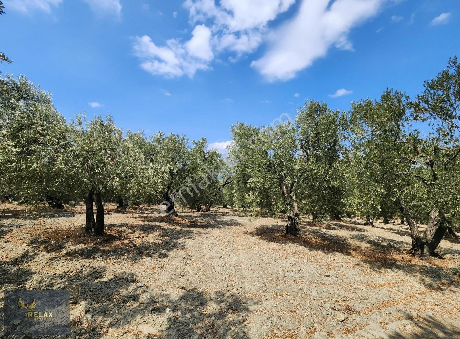 Edincik Mah Yola Cephe 3,900 M2 Deniz Manzaralı Zeytinlik - Görsel 5