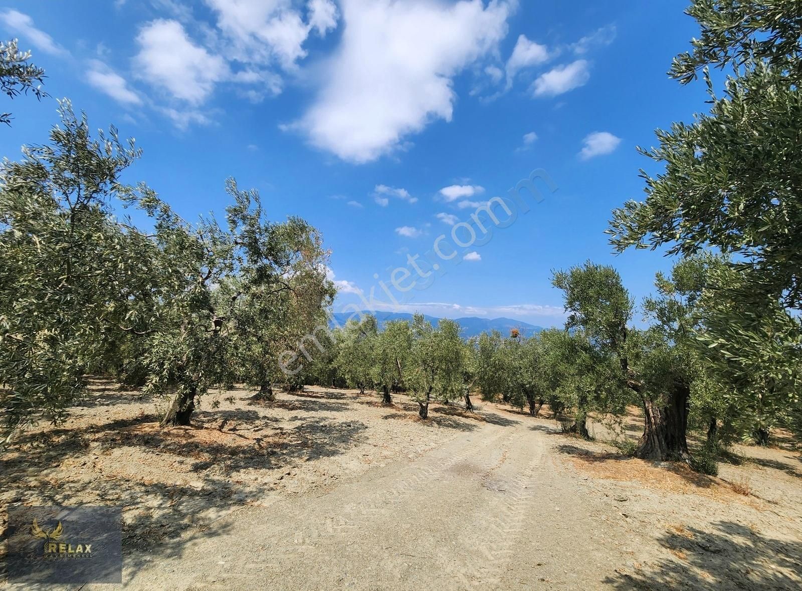 Edincik Mah Yola Cephe 3,900 M2 Deniz Manzaralı Zeytinlik - Görsel 4