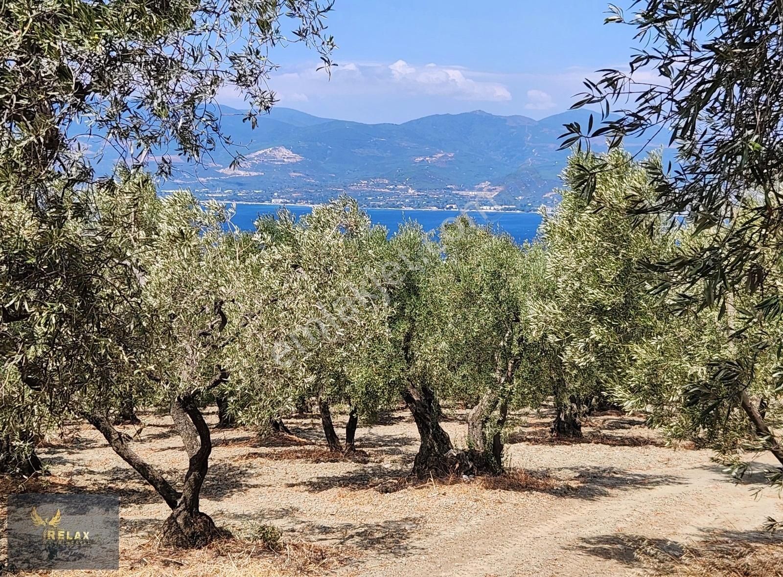 Edincik Mah Yola Cephe 3,900 M2 Deniz Manzaralı Zeytinlik - Görsel 2