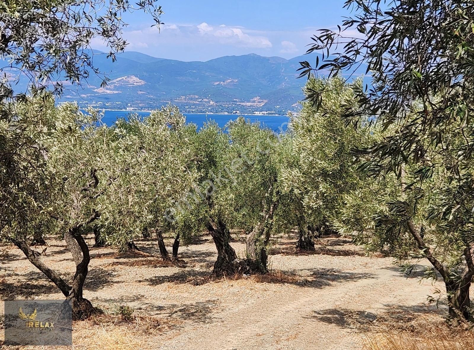 Edincik Mah Yola Cephe 3,900 M2 Deniz Manzaralı Zeytinlik - Görsel 7