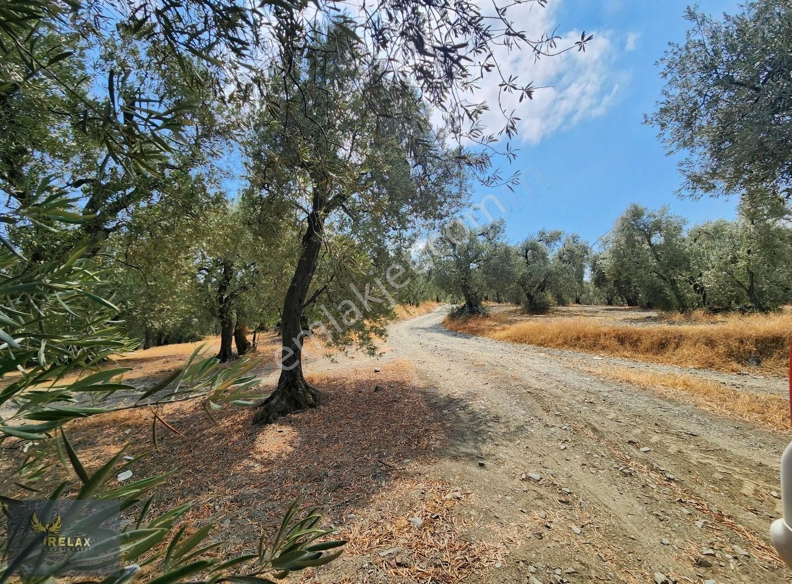Edincik Mah Yola Cephe 3,900 M2 Deniz Manzaralı Zeytinlik - Görsel 6