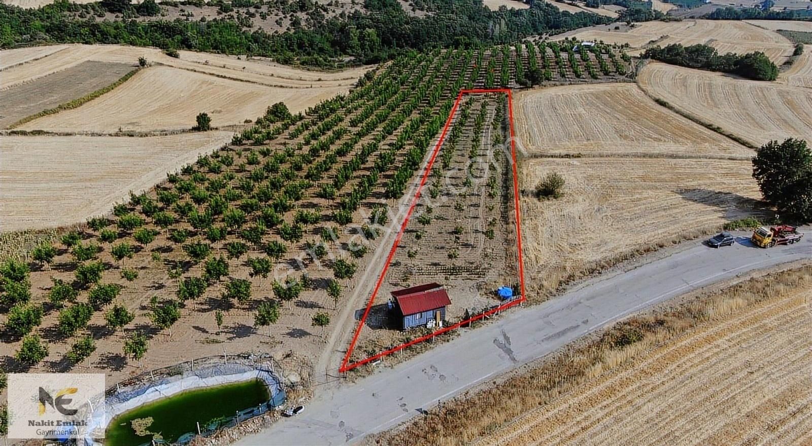 Asfalt'a 22m Cepheli Tel Örgülü 2333m2 Ceviz Bahçesi İnegöl 15dk - Görsel 13